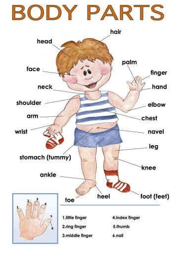 My English Corner for 2nd ESO: Parts of the body